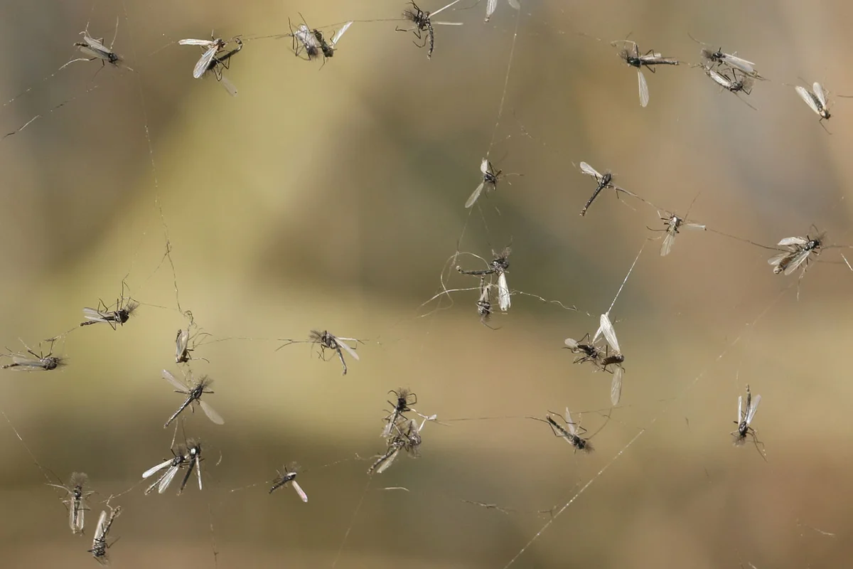 gnats