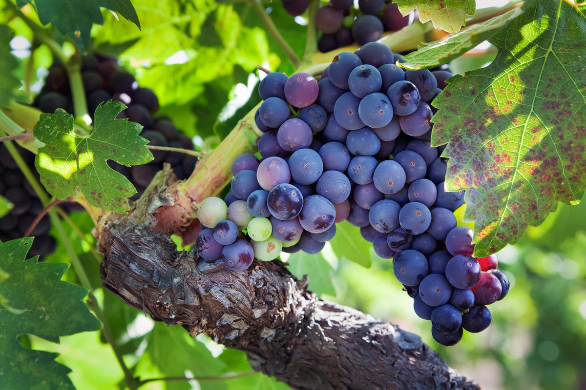 Ripe Zinfandel Wine Grape Varietal Hanging on Vine in Vineyard