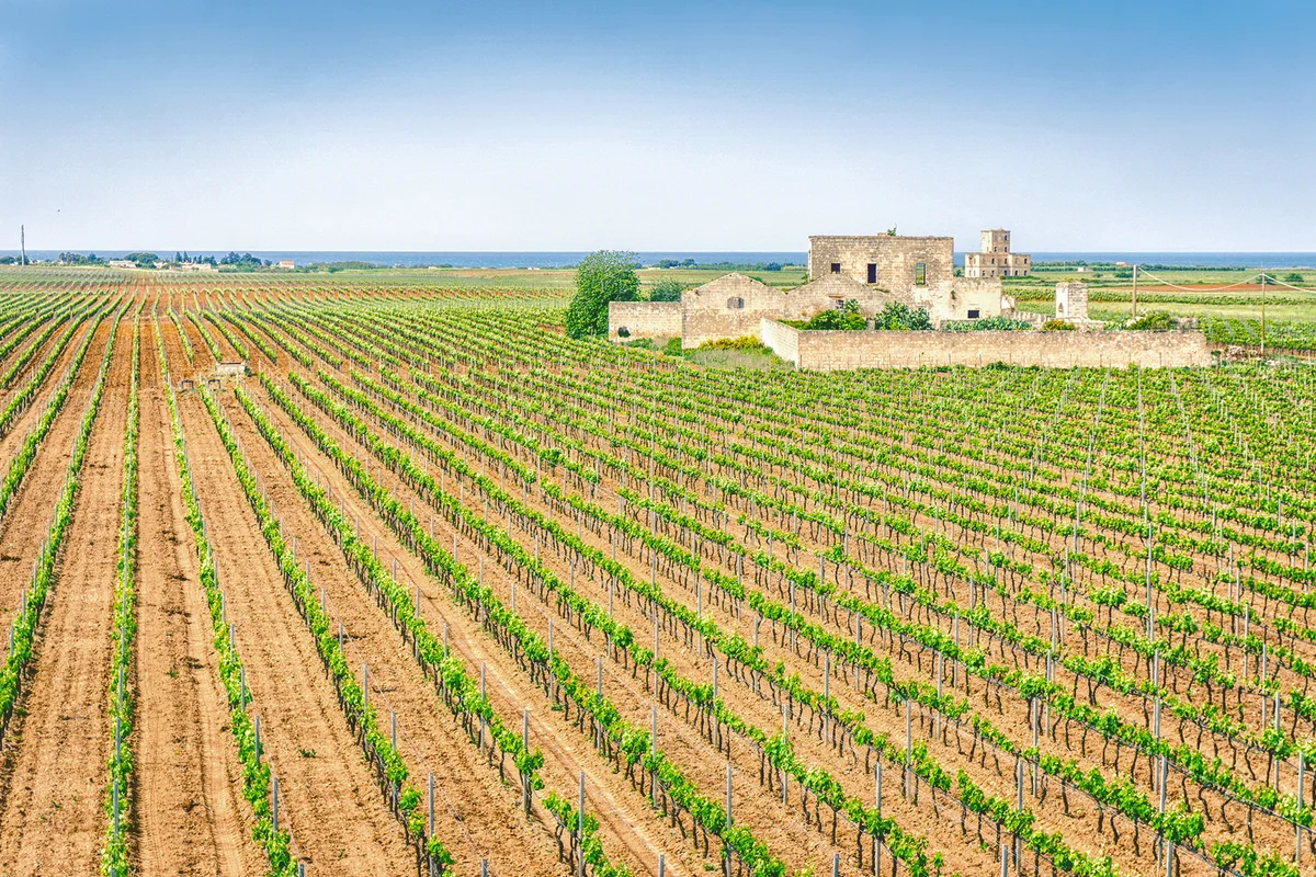Old abandoned winery house in vineyard, Italy