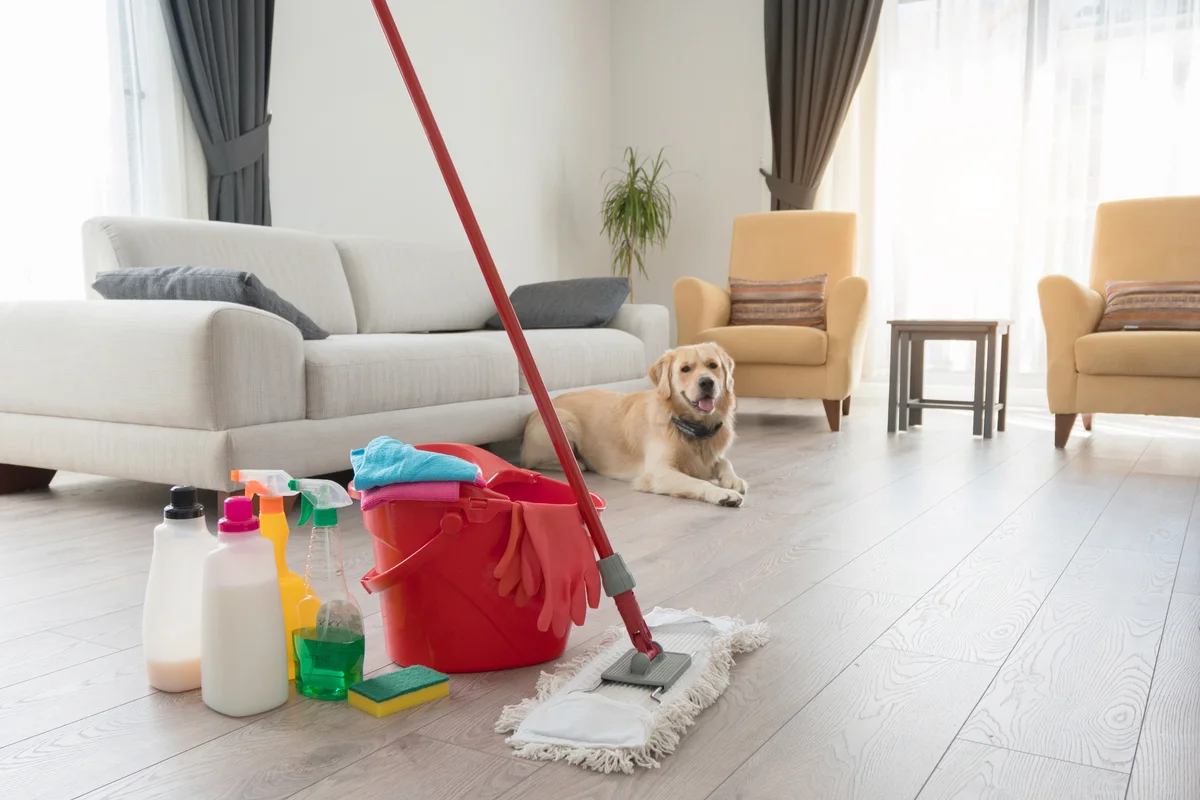 Golden retriever dog sitting behind various cleaning products at living room