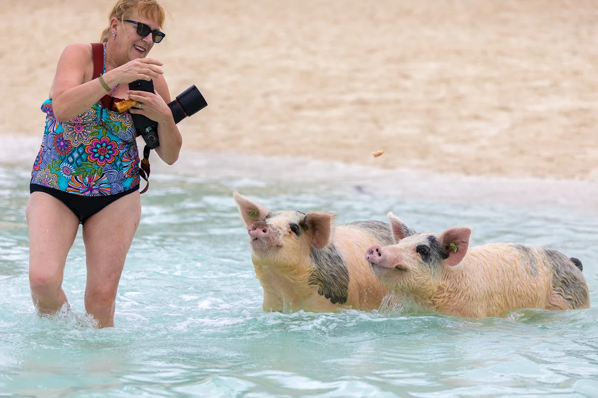 Senior woman having fun with two swimming pigs of Exuma