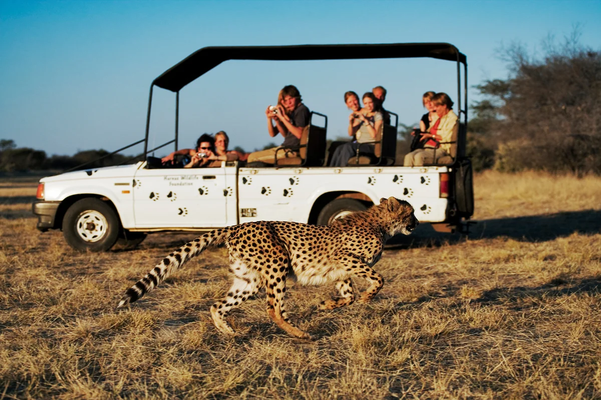 Cheetah Running Past Safari Vehicle