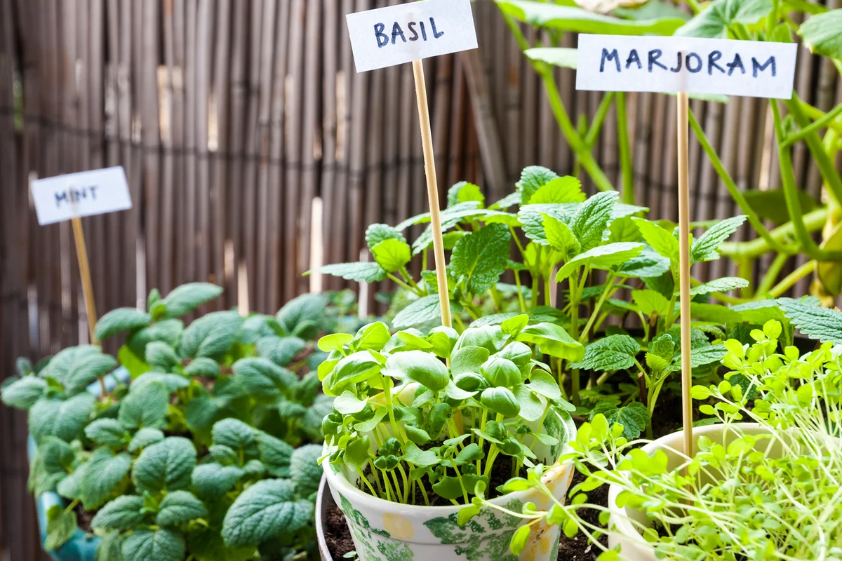 Herb garden on a balcony