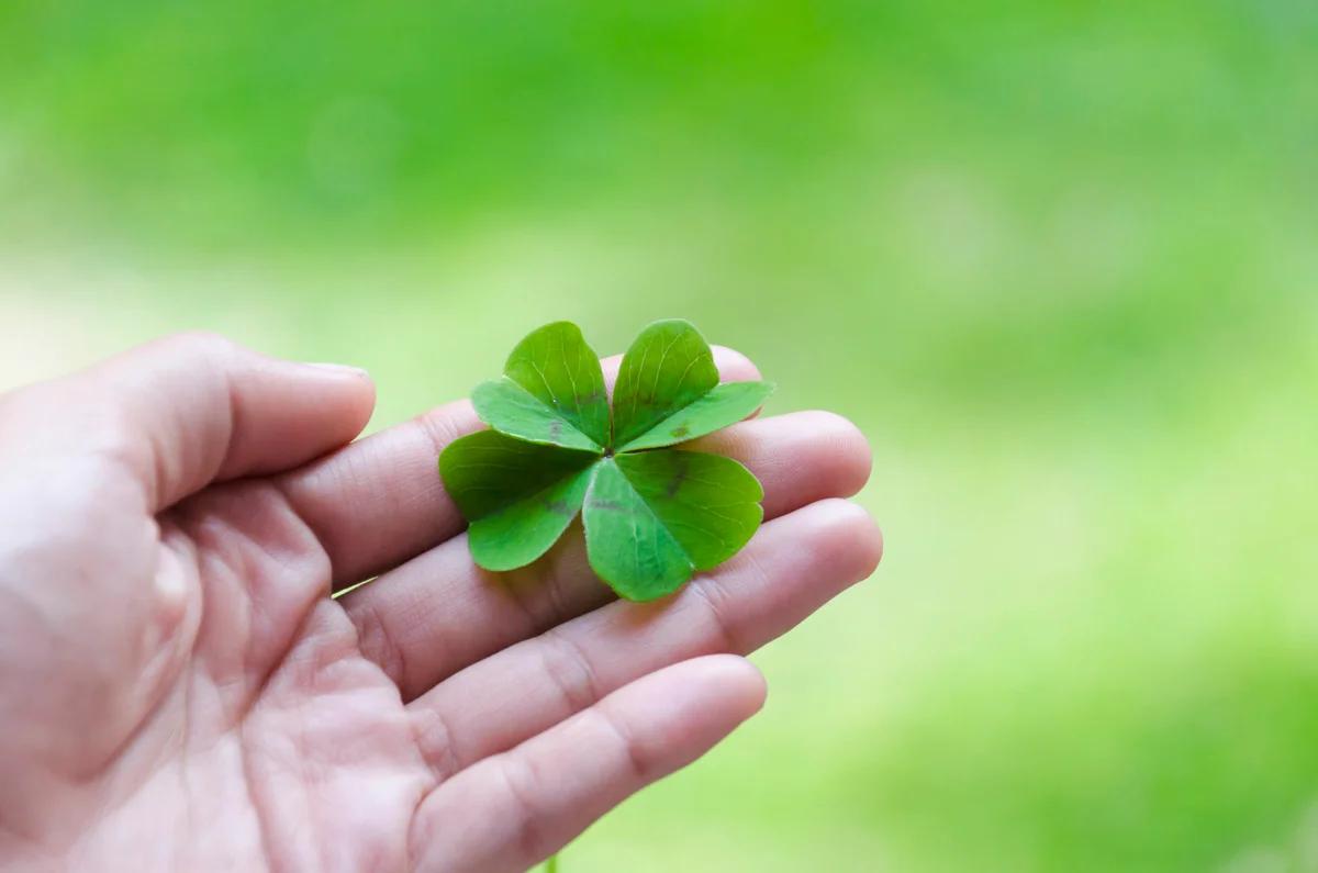 Woman's hand holding four leaf clover