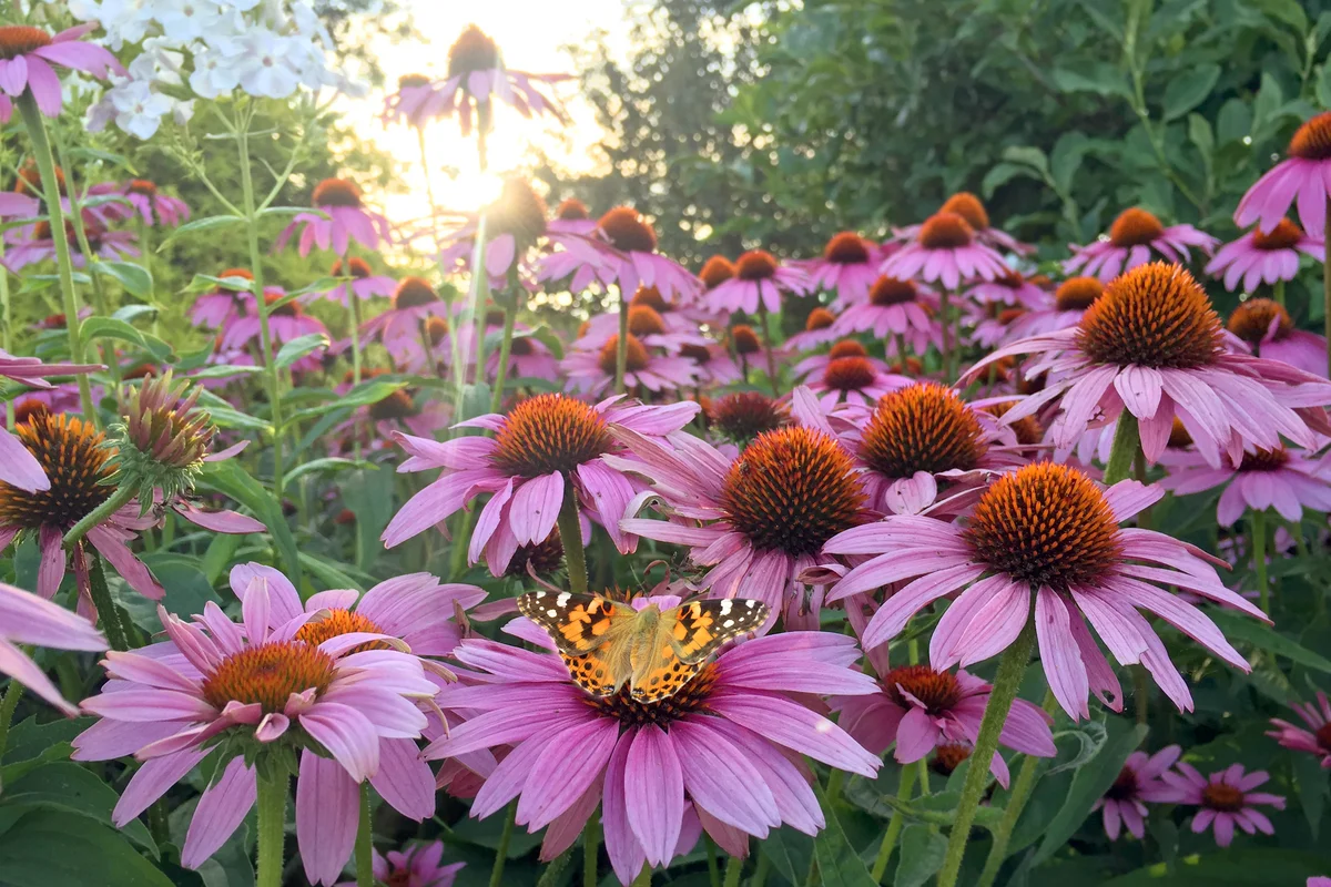 Butterfly resting or collecting pollen nectar from Pink Cone Flowers