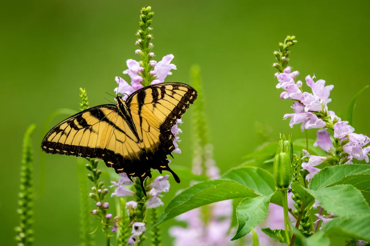 Native Flowers and Butterfly