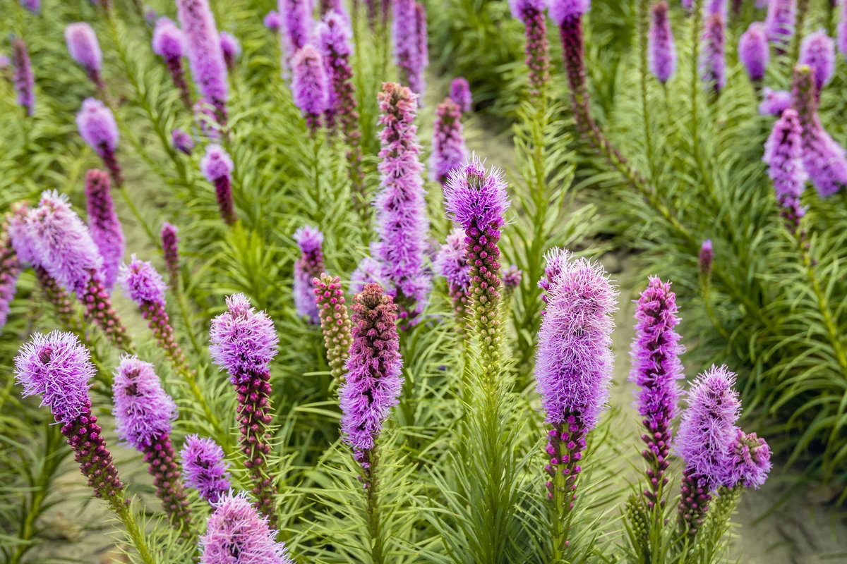 Purple flowering Liatris