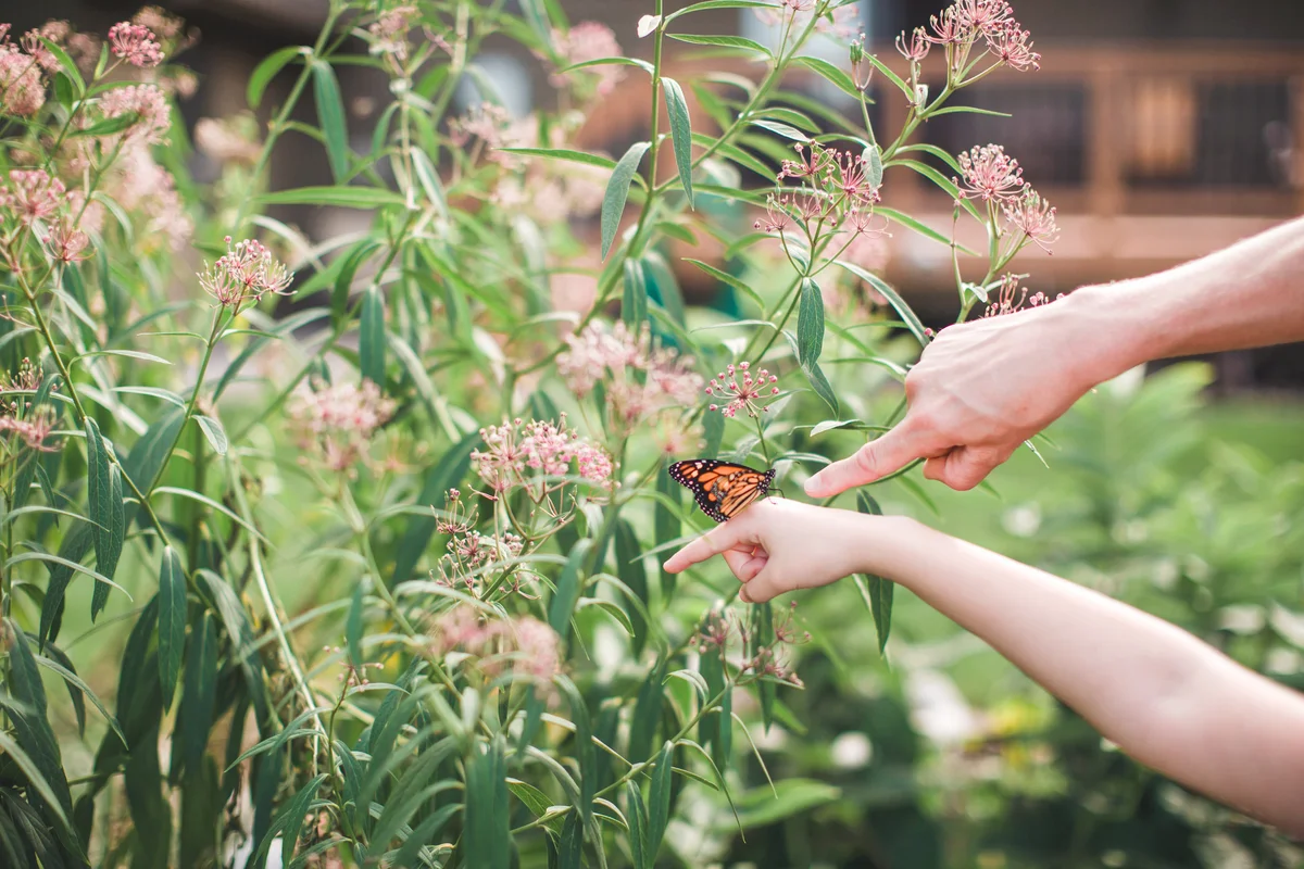 Butterfly rests on a girl’s hand as a man points at it as milkweed grows in the background