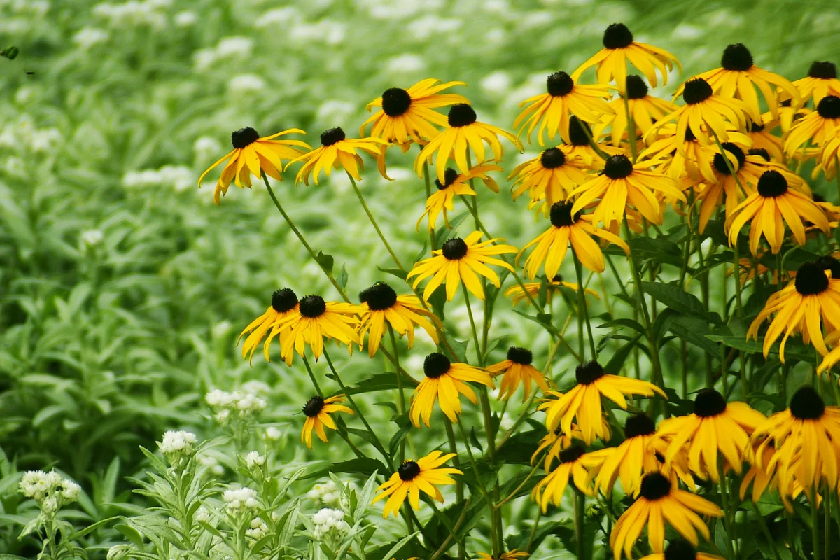 Black eyed susans flowers