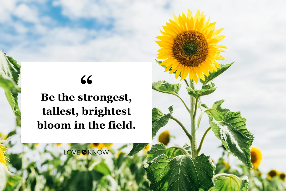 Tall Sunflower blooming in a field