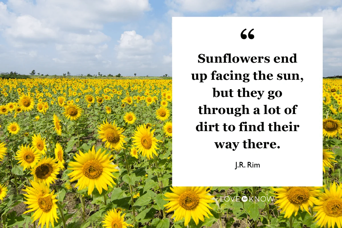 vast spread of sunflower fields
