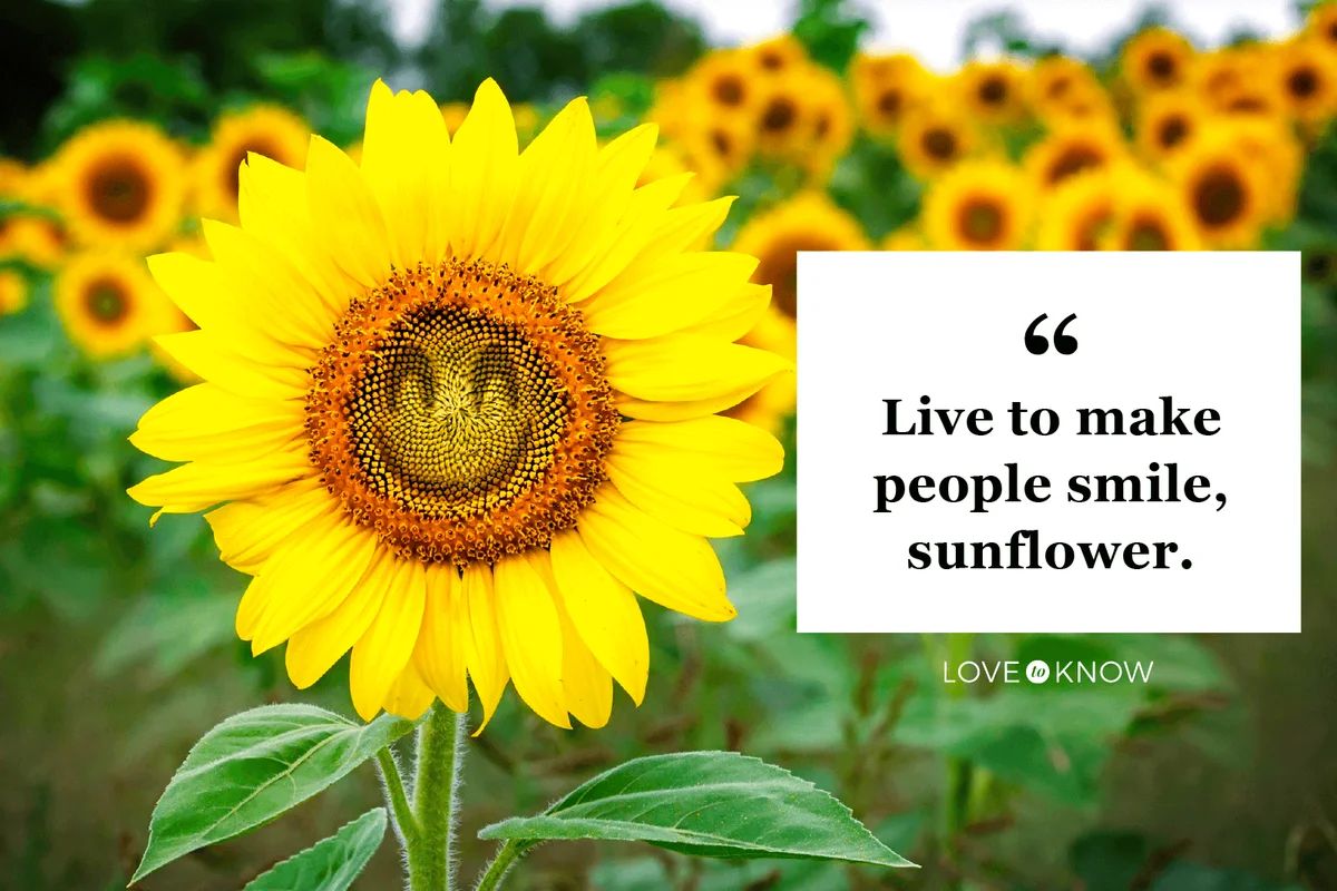 Sunflower with a smiling face