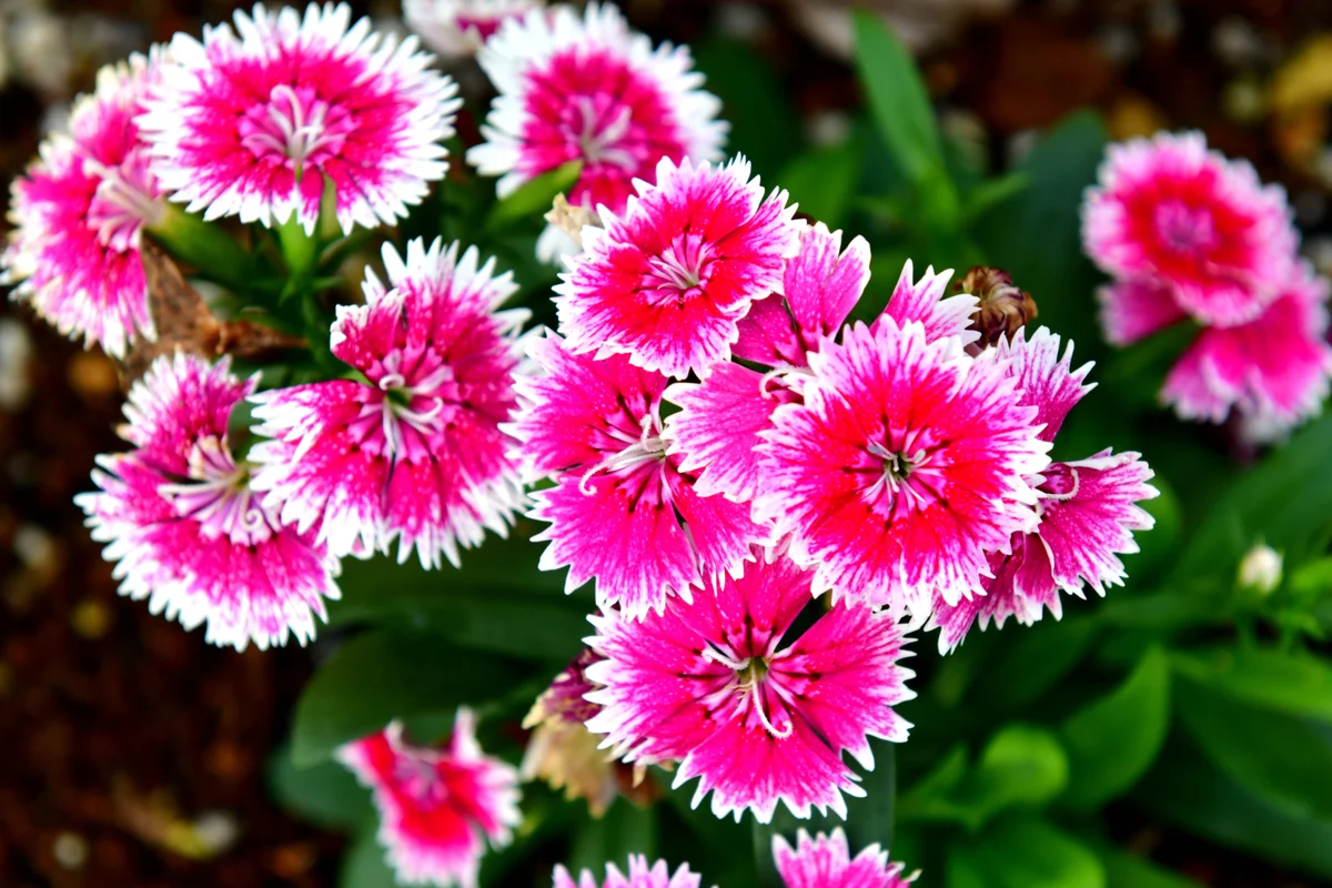 Fringed Pink Dianthus flower