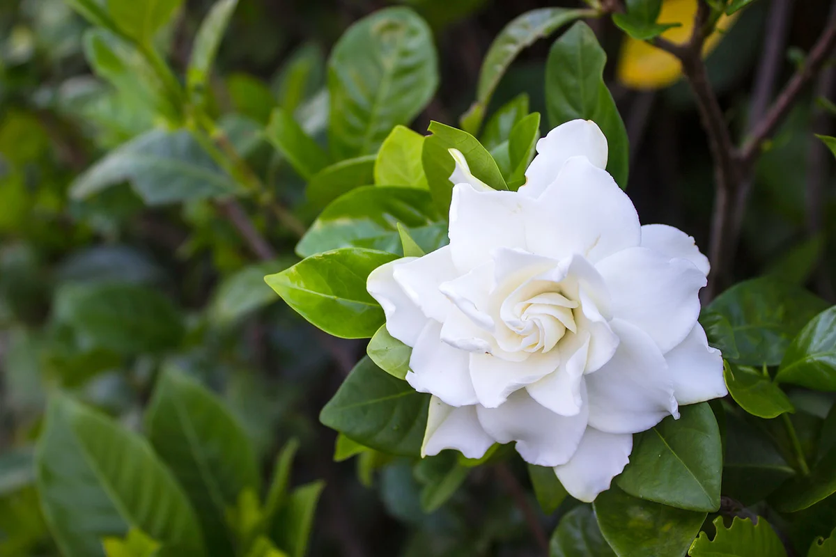 gardenia flower bush