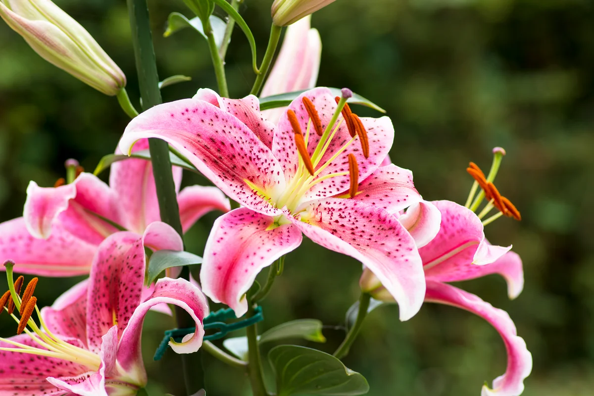 Stargazer Oriental Lily in garden