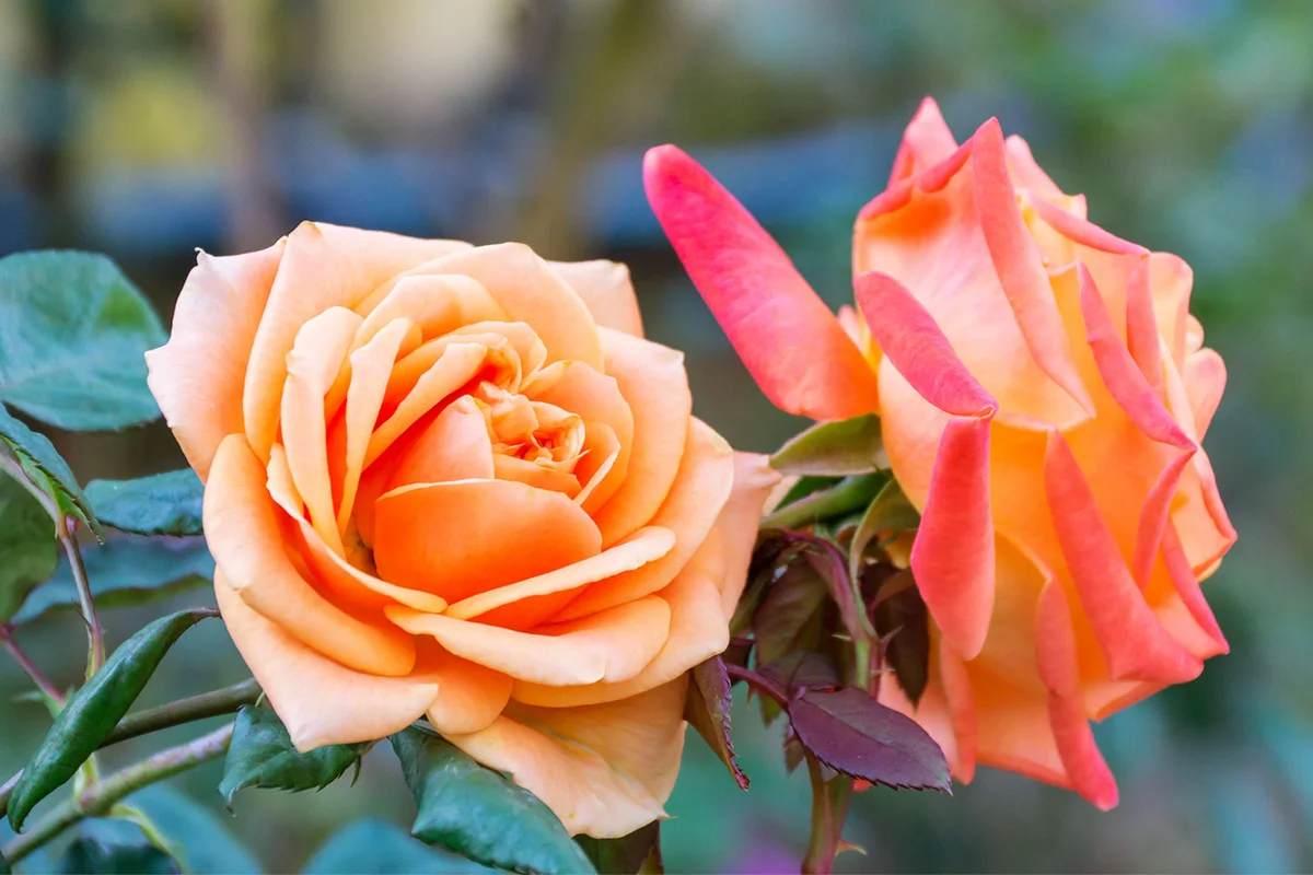 rose bush