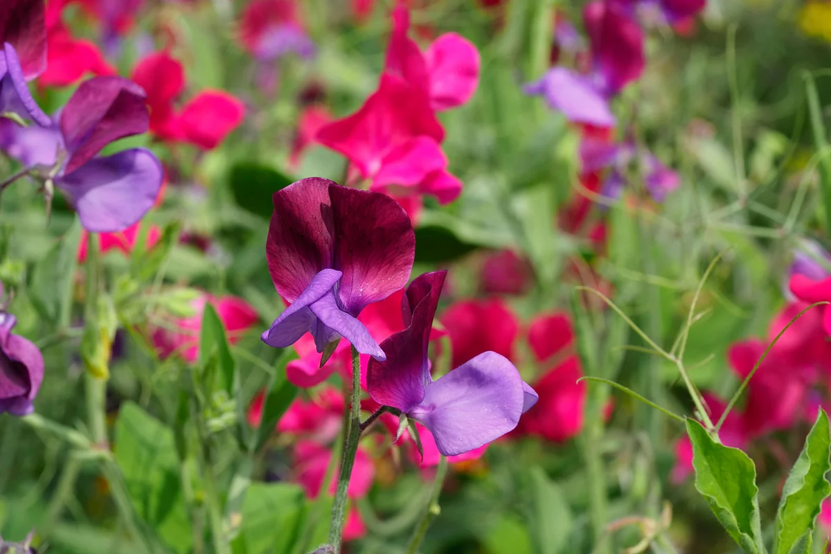 sweet peas in garden