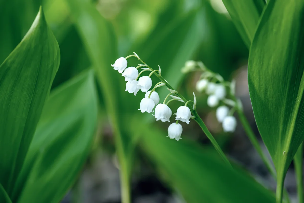 lily of the valley flower