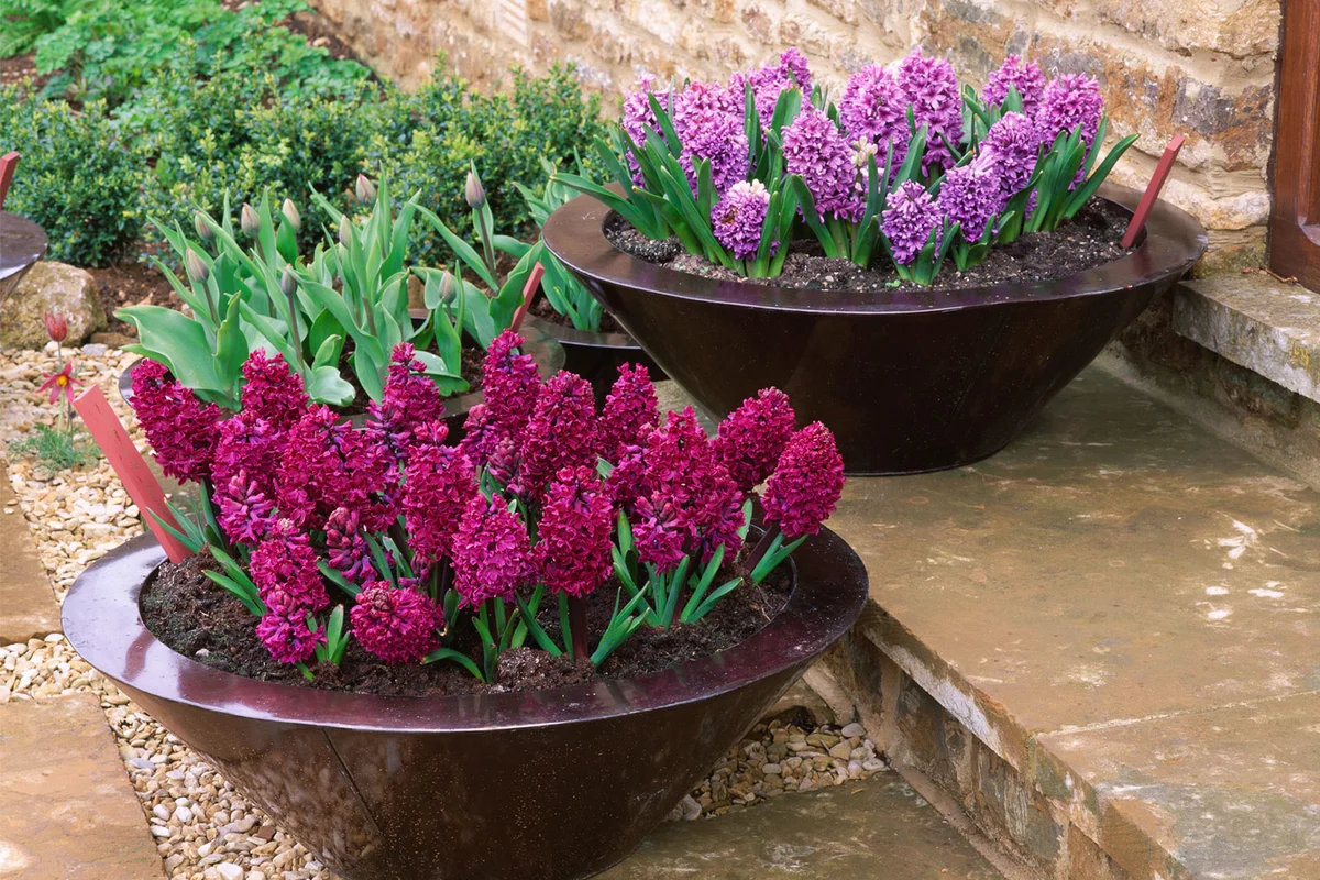hyacinth in containers