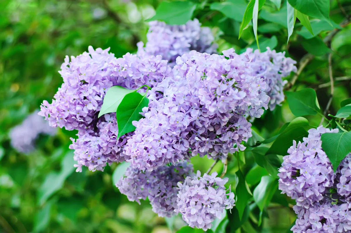 lilac bush in garden
