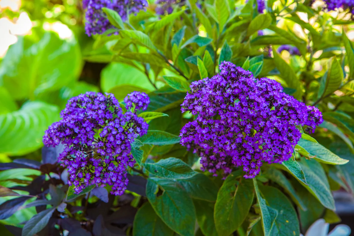 Heliotrope flower bush