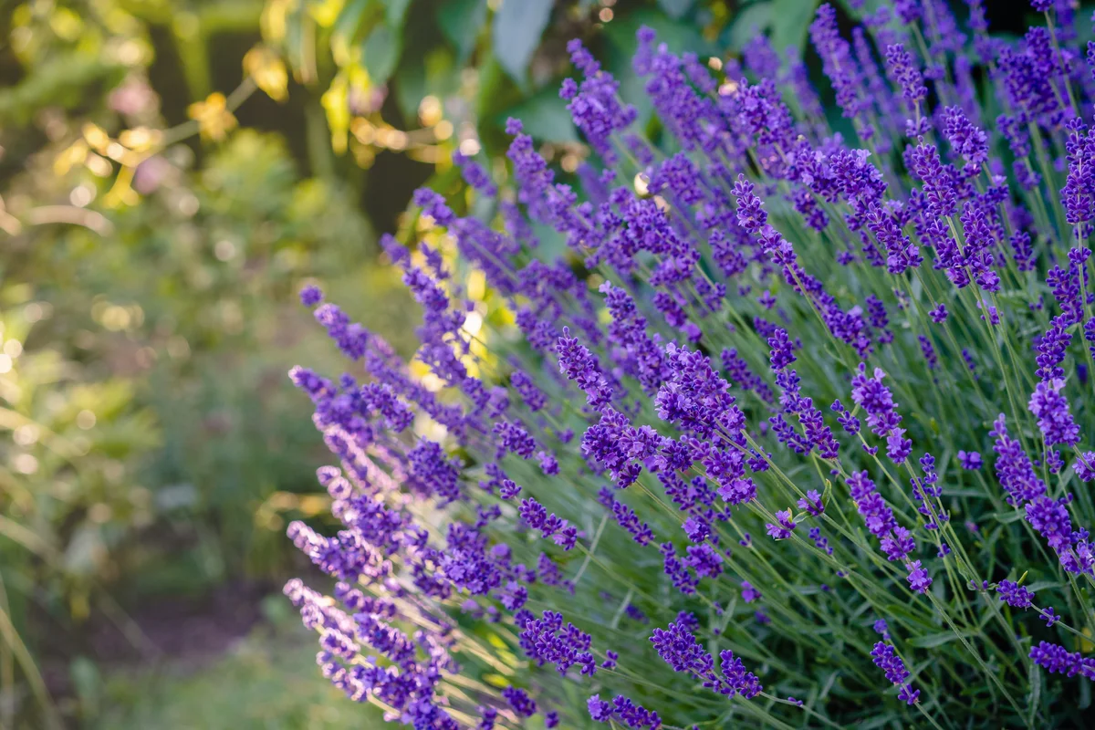 lavender in garden