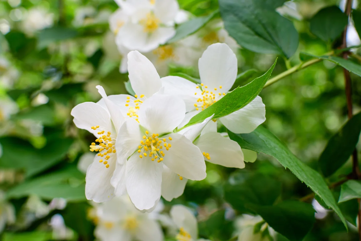 mock orange