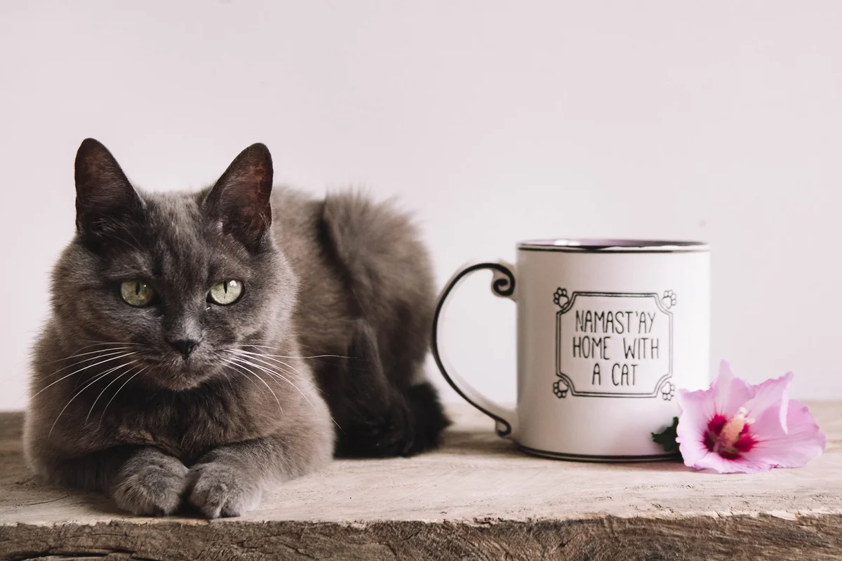 Gray cat, purple flower and a Cup of tea on a wooden table.