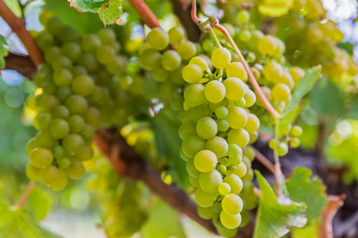 Close-up of Sauvignon Blanc grapes growing in vineyard