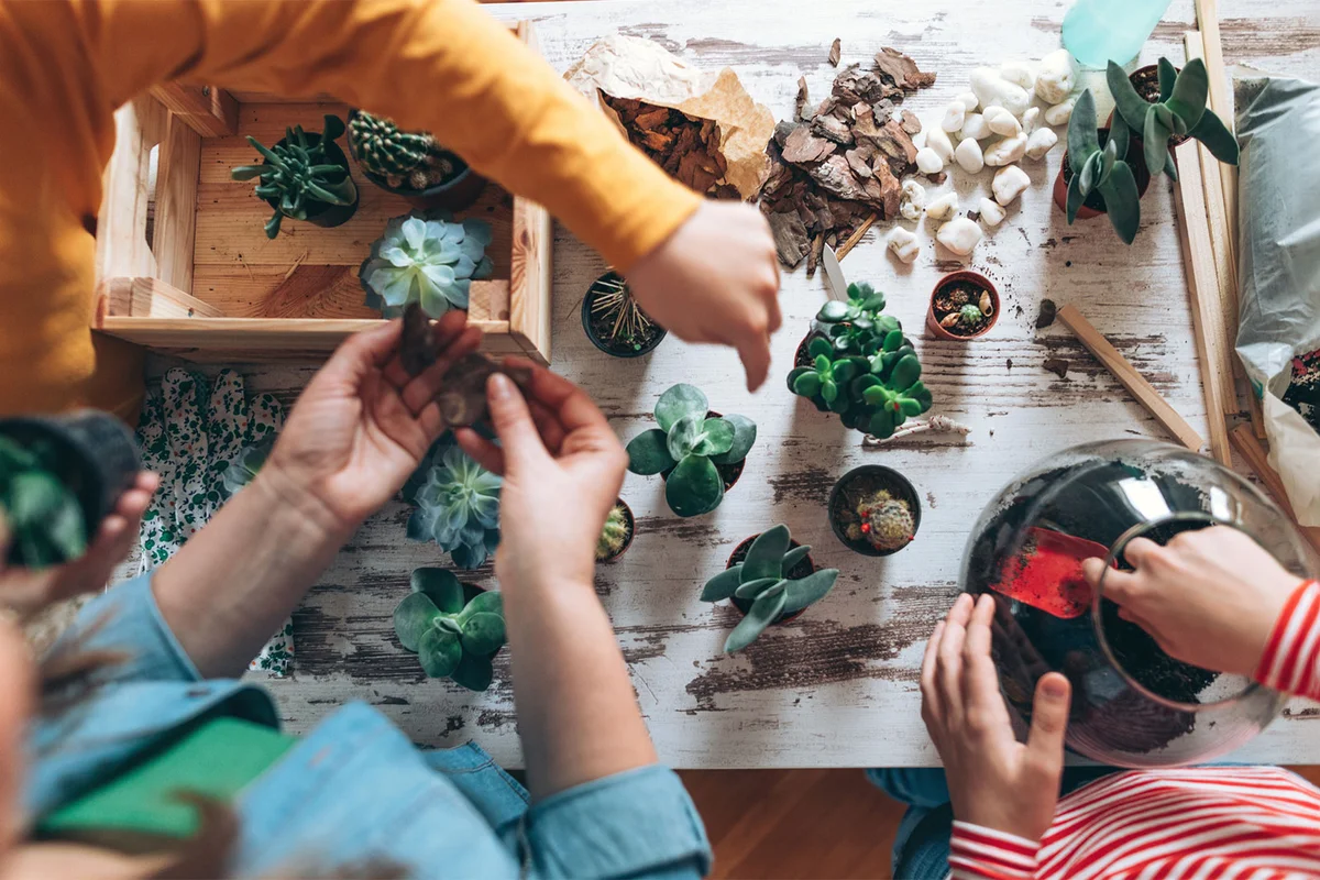succulent plants party