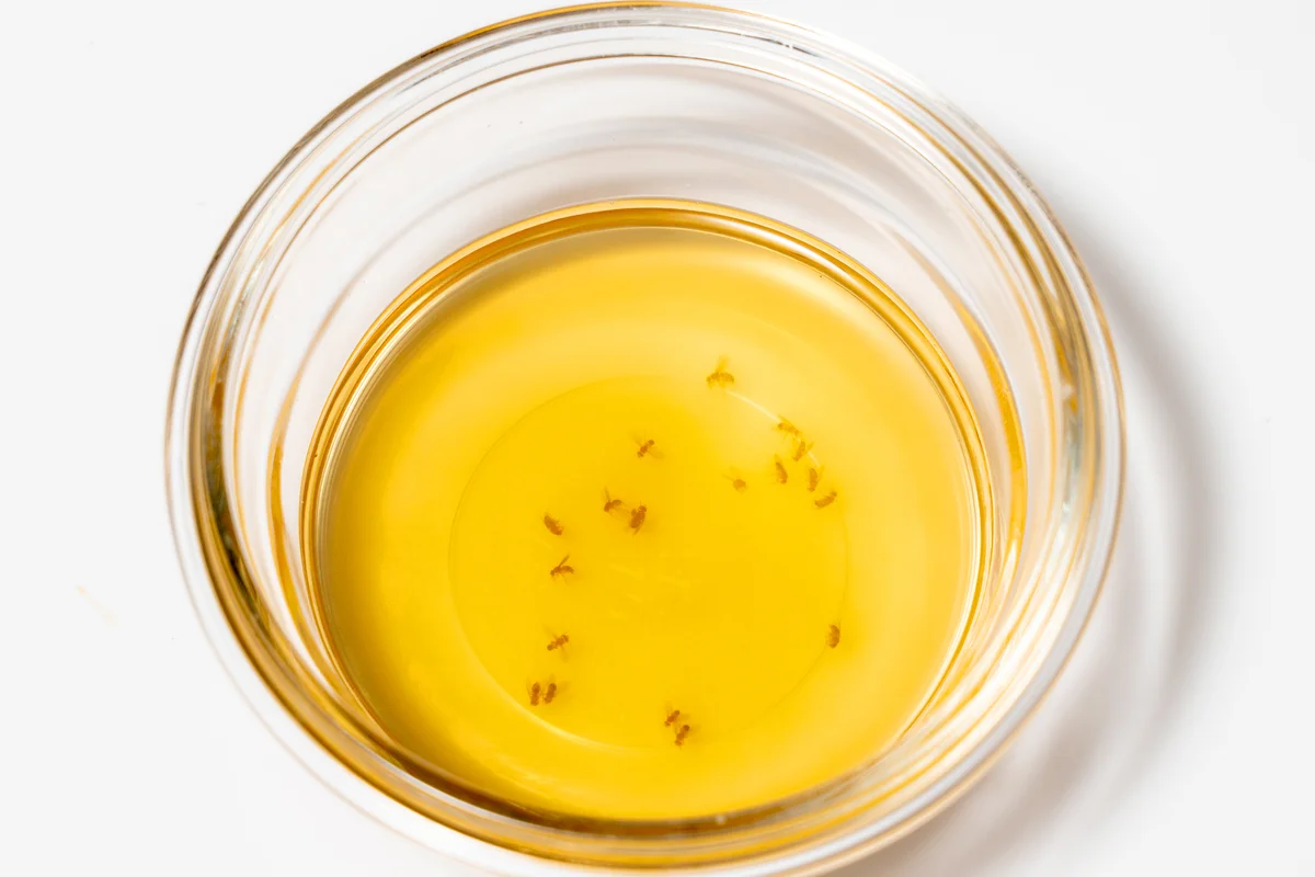Fruit flies collected in a glass bowl with cider vinegar