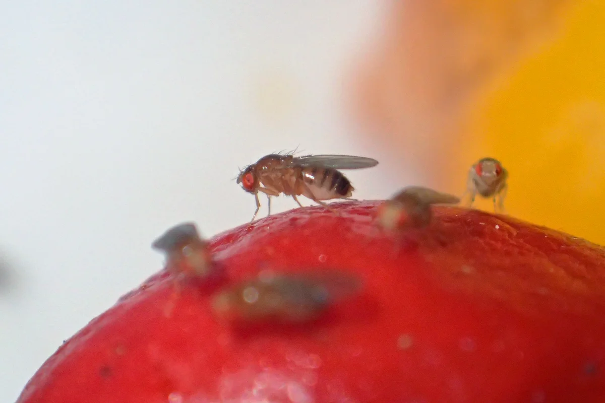 Close-Up Of Fly On Fruit