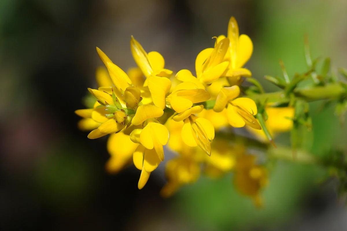Wildflower (Genista triacanthos)