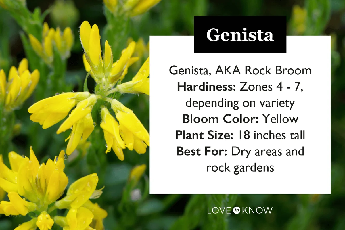 Flowers of the broom Genista hispanica