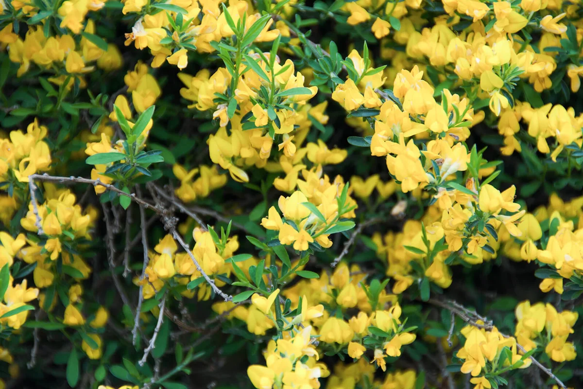 gold flash broom Genista pilosa