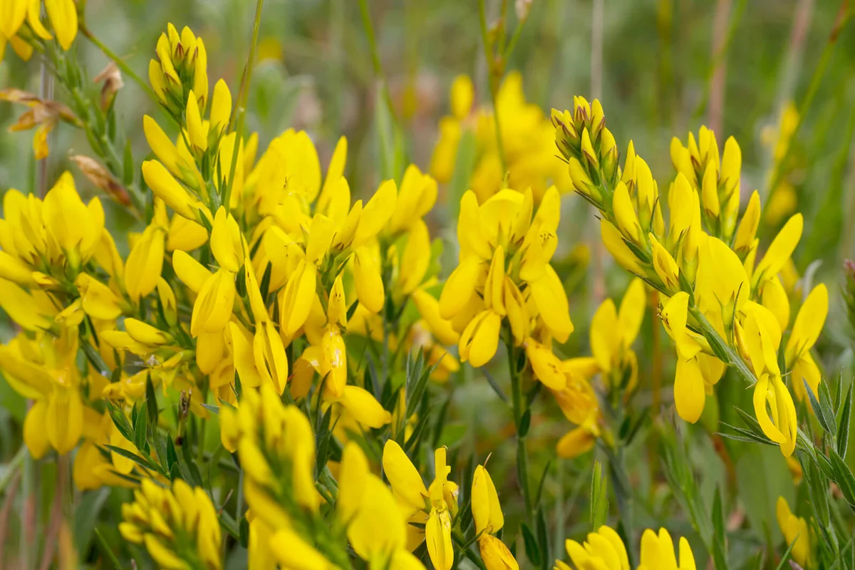 Dyer's Broom (Genista tinctoria)