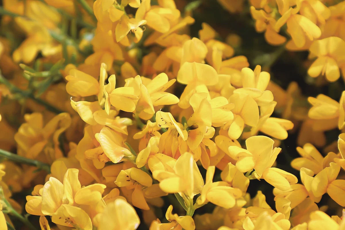 Closeup of golden flowers on a Lydia shrub