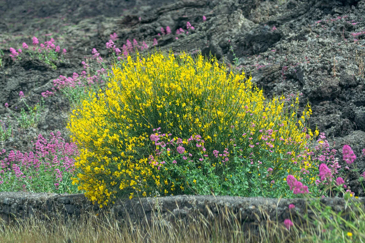 Flora of Mount Etna volcano, blossom of pink Centranthus ruber Valerian or Red valerian and yellow Genista aetnensis, popular garden plants with ornamental flowers