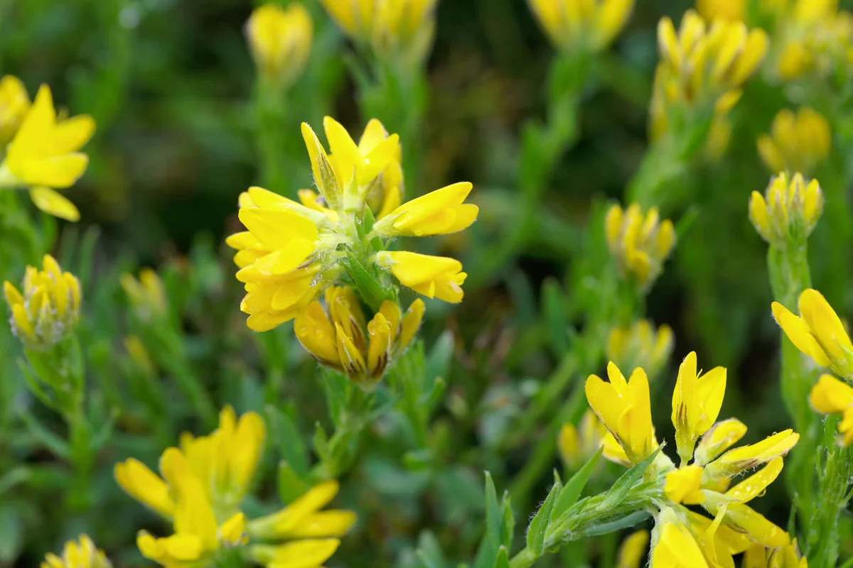 Flowers of the broom Genista hispanica