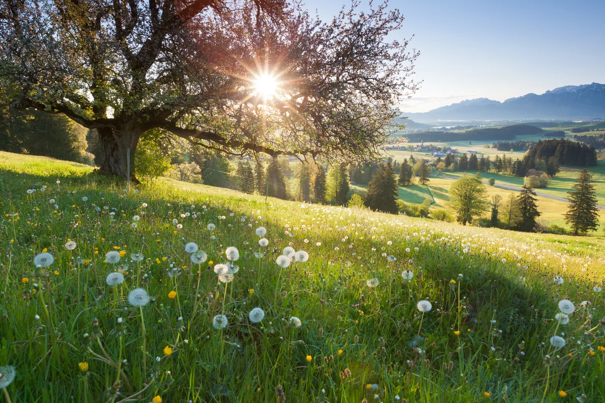 rolling hills with flowers and tree