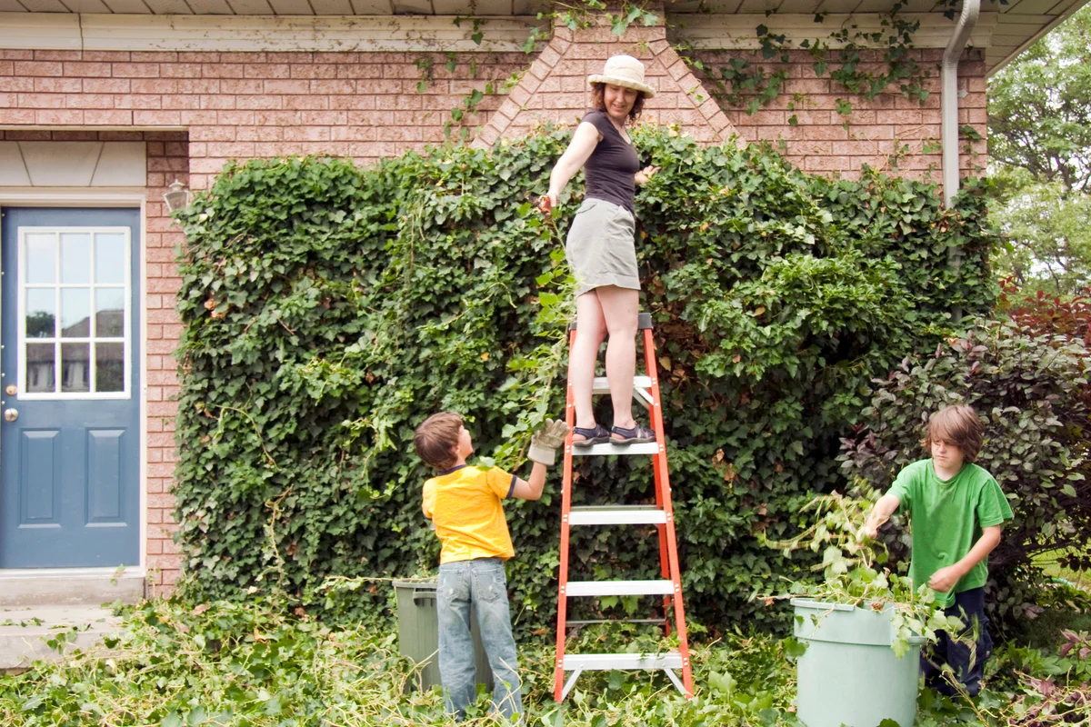 Mother on ladder hands some newly trimmed ivy