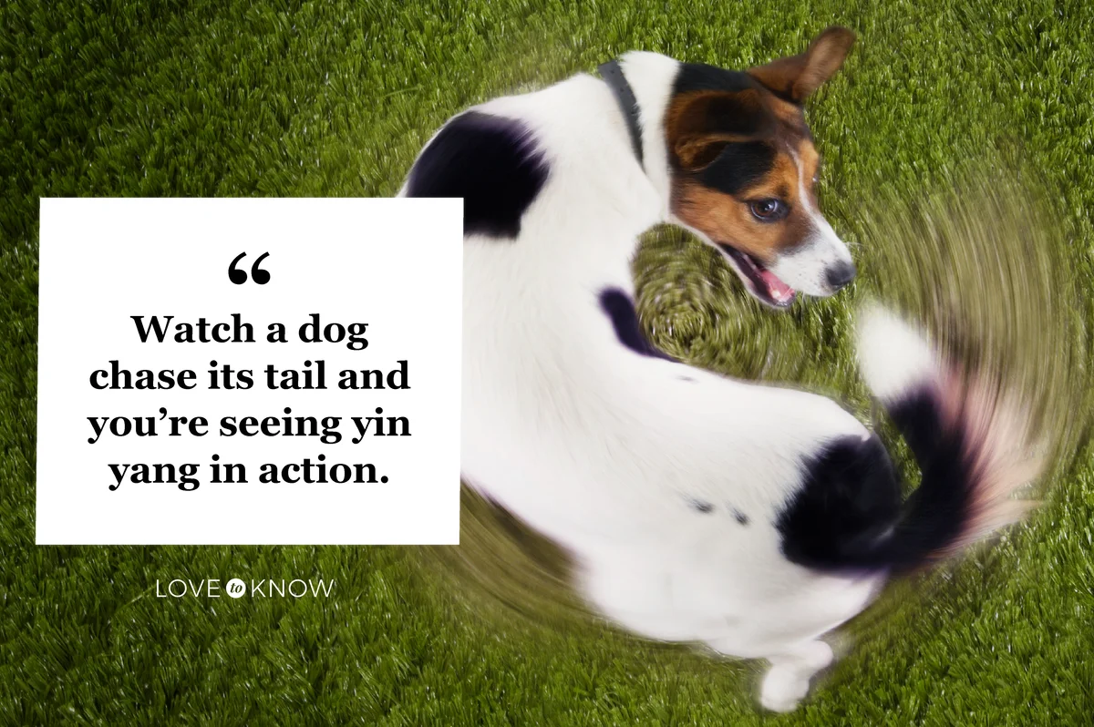 Jack Russell Terrier Chasing Own Tail