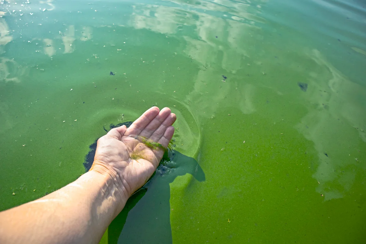 Hand touching green algae