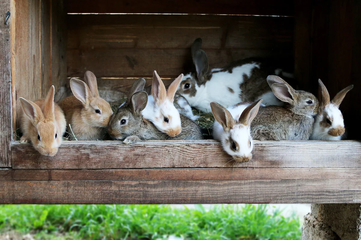 Several rabbits in rabbit hutch on farm