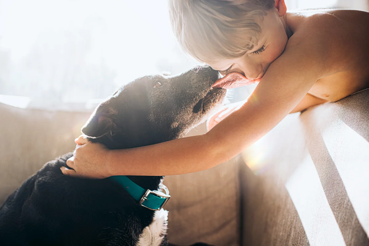 Affectionate black dog licks a young boy