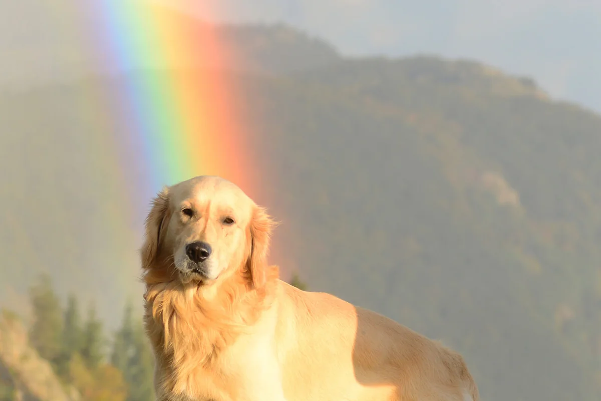 Golden Retriever under a rainbow