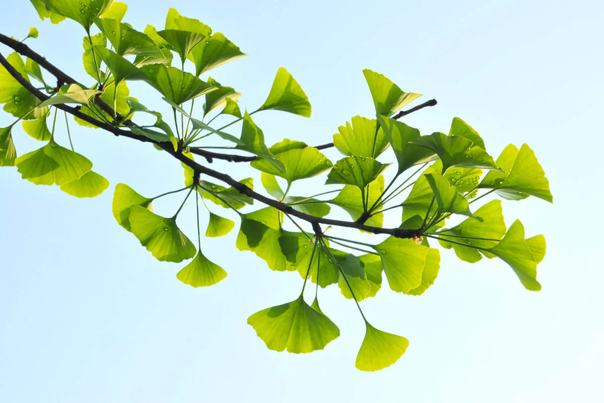 Close up of ginkgo leaf