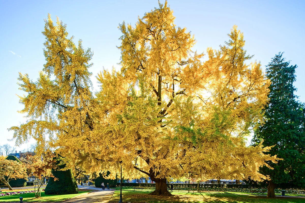 Huge ginkgo tree known as Goethe tree with yellow leaves
