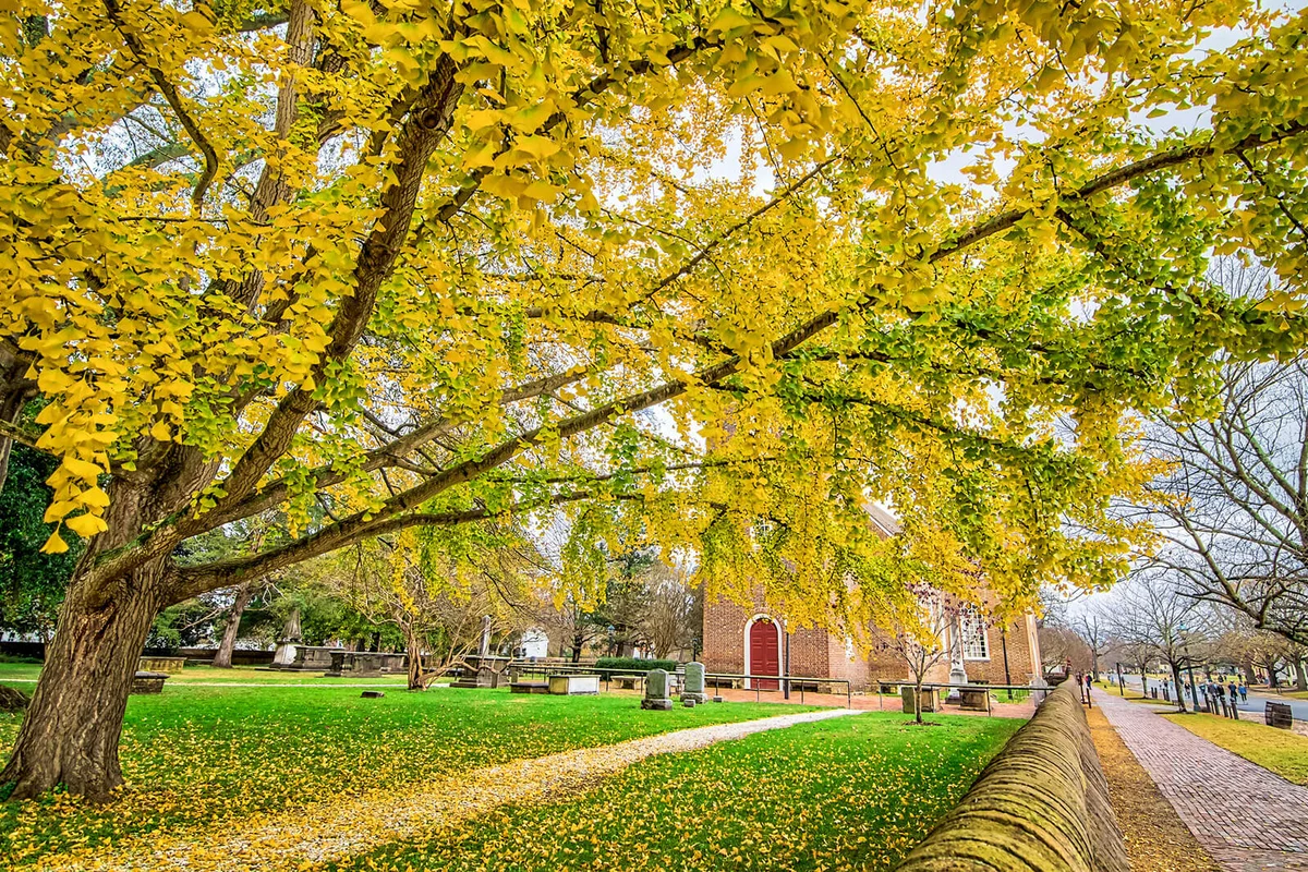 Cemetery and Ginkgo Tree in Fall