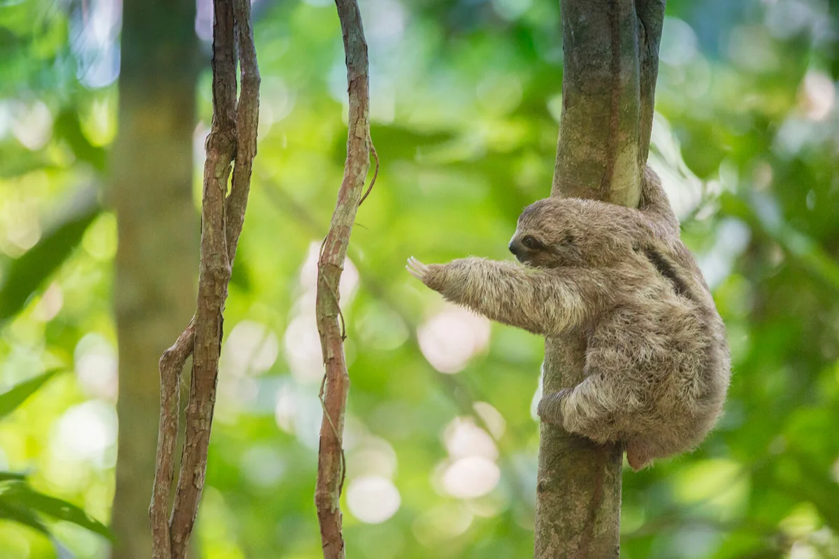 Baby Three-toed Tree Sloth reaches out for a branch, Costa Rica